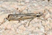 Agriphila geniculea