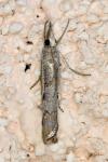 Agriphila geniculea