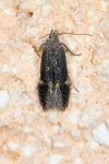 Aproaerema anthyllidella