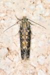Scrobipalpa ocellatella
