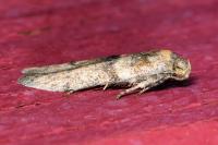 Blastobasis phycidella