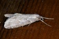 Pachycnemia hippocastanaria