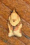 Clepsis consimilana