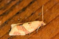 Clepsis consimilana