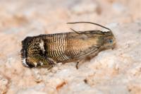 Pammene blockiana