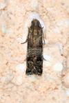 Pammene blockiana