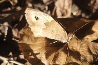 Maniola jurtina