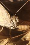 Maniola jurtina