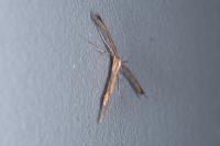 Emmelina monodactyla
