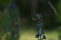 Macroglossum stellatarum
