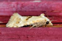 Cochylimorpha alternana