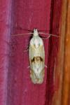 Cochylimorpha alternana