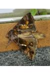Chrysodeixis chalcites