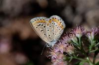 Polyommatus icarus