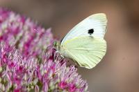 Pieris brassicae