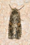 Spodoptera exigua