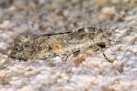 Spodoptera exigua