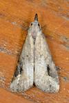 Schrankia costaestrigalis