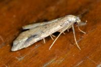 Schrankia costaestrigalis