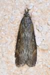 Lamoria anella