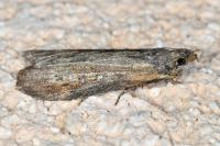 Lamoria anella