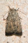 Caradrina clavipalpis