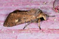 Xestia xanthographa