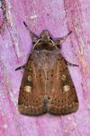 Xestia xanthographa