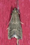 Eccopisa effractella