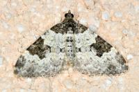Xanthorhoe fluctuata