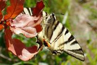Iphiclides podalirius