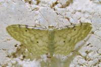 Idaea fuscovenosa