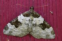Xanthorhoe fluctuata
