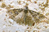 Alucita hexadactyla