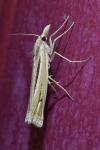 Ancylolomia tentaculella