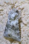 Hecatera bicolorata