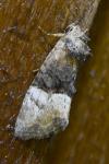 Mesoligia furuncula