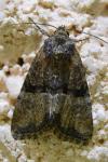 Mesoligia furuncula