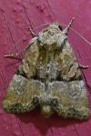 Mesoligia furuncula