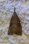 Hypena rostralis