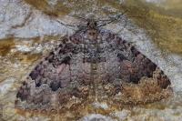 Triphosa dubitata