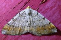 Macaria liturata