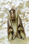 Actinotia polyodon