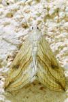 Evergestis forficalis