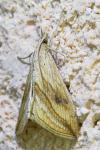 Evergestis forficalis