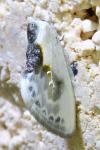 Cilix glaucata