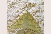 Aspitates ochrearia