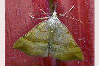 Hypena proboscidalis