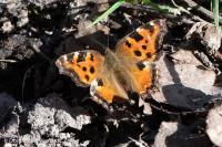 Nymphalis polychloros