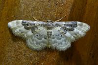 Idaea rusticata